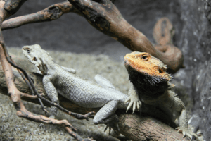 bearded dragon mating behavior