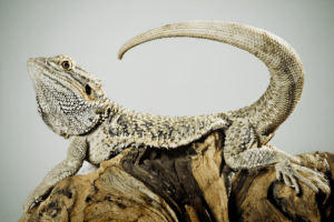 bearded dragon tail nip