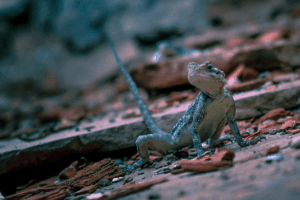 bearded dragon tail sticking up