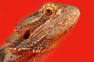 beared dragon red light