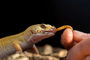 can you overfeed a leopard gecko