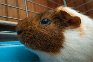 guinea pig chewing on cage
