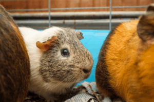 how much do guinea pigs cost