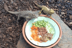 how to get bearded dragons to eat greens