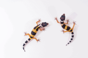 introducing a new leopard gecko to another