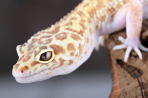 leopard gecko superworms