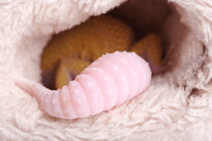 leopard gecko tail rot