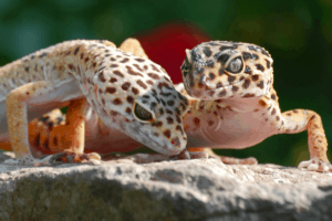 leopard gecko tank mates