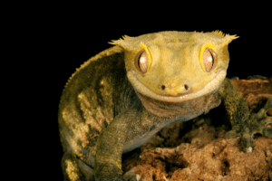 overweight crested gecko