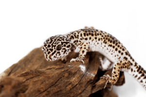 overweight leopard gecko