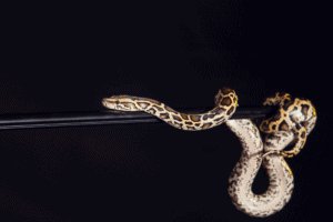 pastel ball python