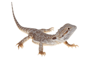 why is my bearded dragon shaking