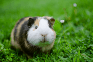can you neuter a guinea pig
