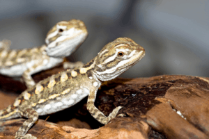 best bearded dragon breeder 1