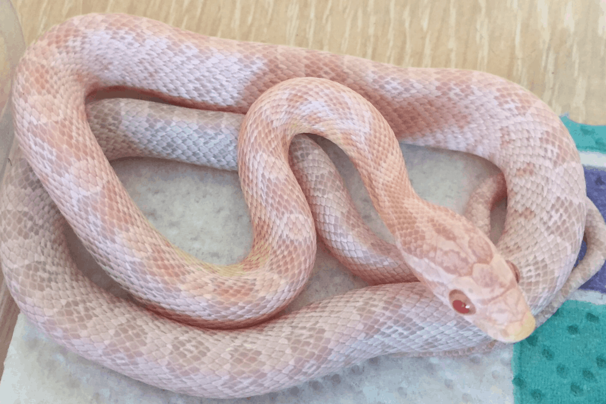 35 Best Corn Snake Morphs: Colors, Pictures, Price