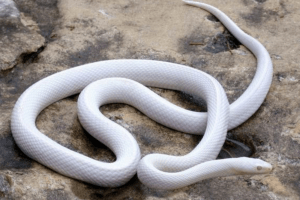 blizzard corn snake