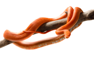 best corn snake morphs fire