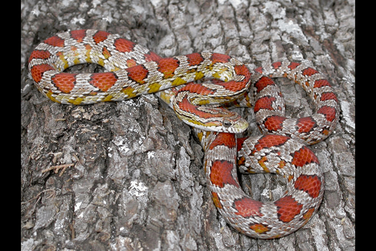 Corn Snake Color Morphs At Liam Wimble Blog Corn Snake Color Morphs At Liam Wimble Blog