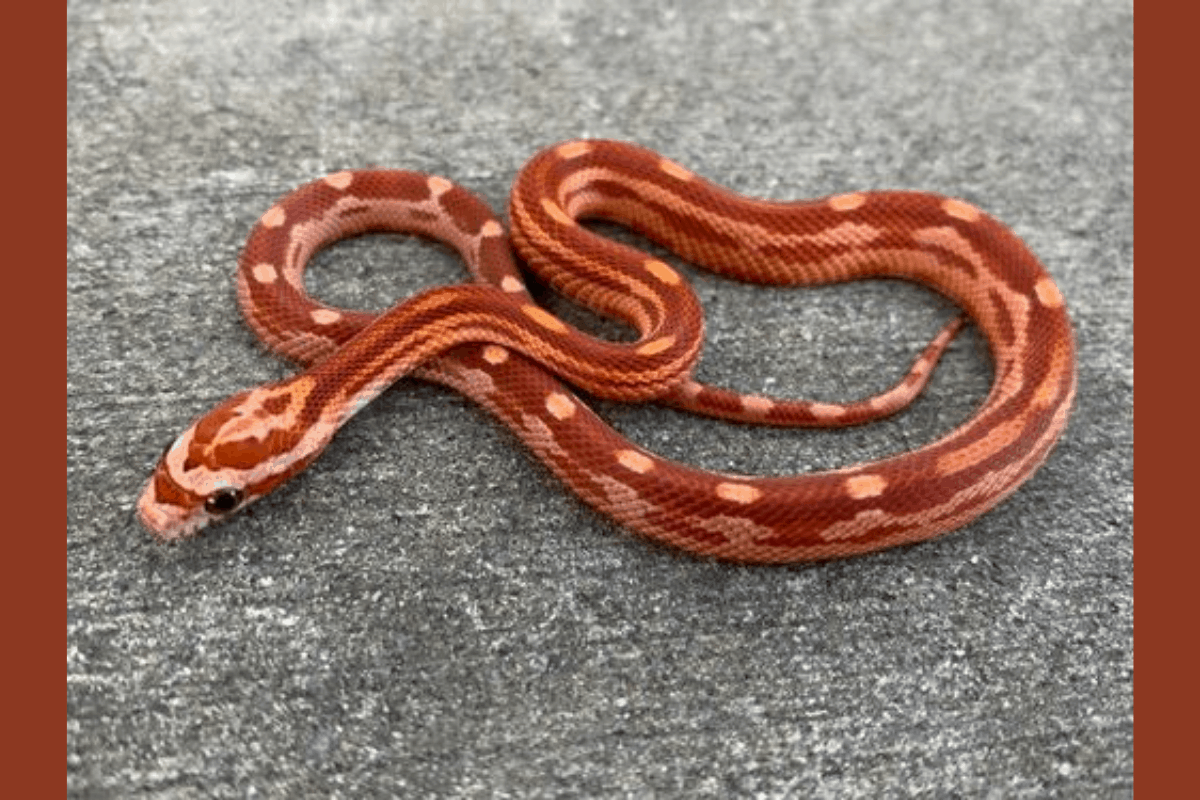 35 Best Corn Snake Morphs Colors Pictures Price 35 Best Corn Snake Morphs Colors Pictures Price