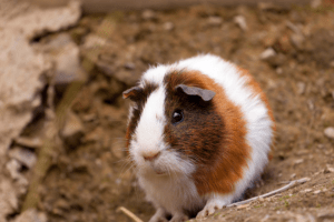 cover guinea pig cages at night
