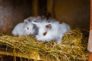 guinea pig bedding alternatives 1