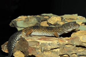 heat rock for leopard gecko 1