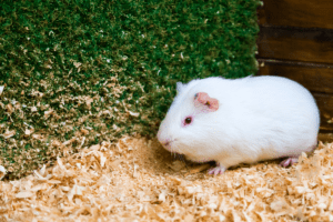 how to clean a guinea pig cage