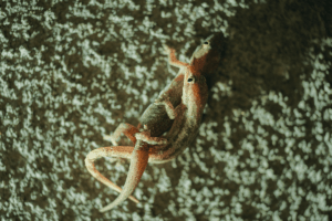 leopard gecko breeding 1