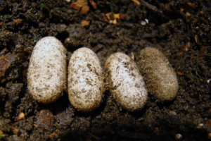 leopard gecko eggs fertile or infertile