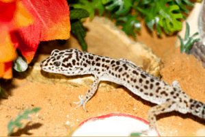 leopard gecko enrichment 1