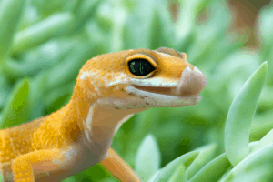 leopard gecko licking vent 1