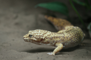 leopard gecko mouth rot 1