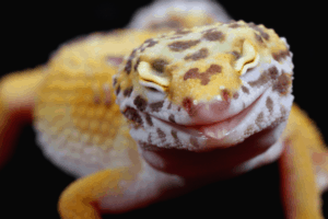 leopard gecko prolapse 1