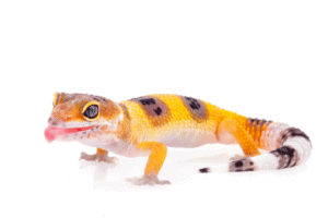 leopard gecko yawn 1