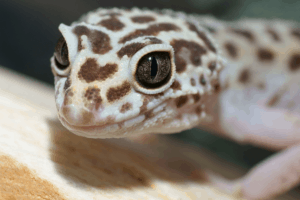 where can i sell my leopard gecko