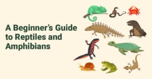 a beginner’s guide to reptiles and amphibians