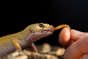 best leopard gecko food 1