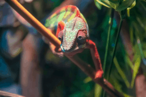 best plants for chameleons 1