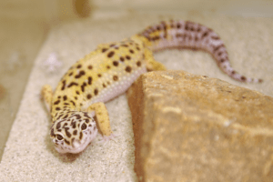 best substrate for leopard geckos 1