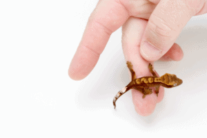 buying crested gecko 1