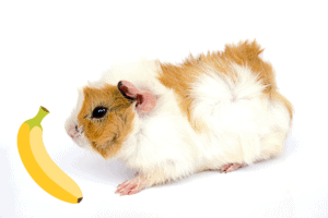 can guinea pig eat banana