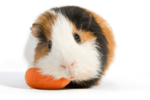 can i feed my guinea pig carrots