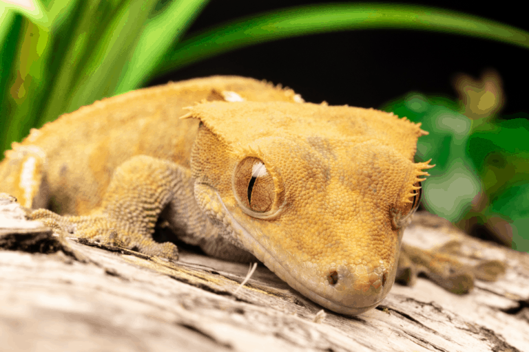 Crested Gecko Lighting Requirements, Temperature, Humidity