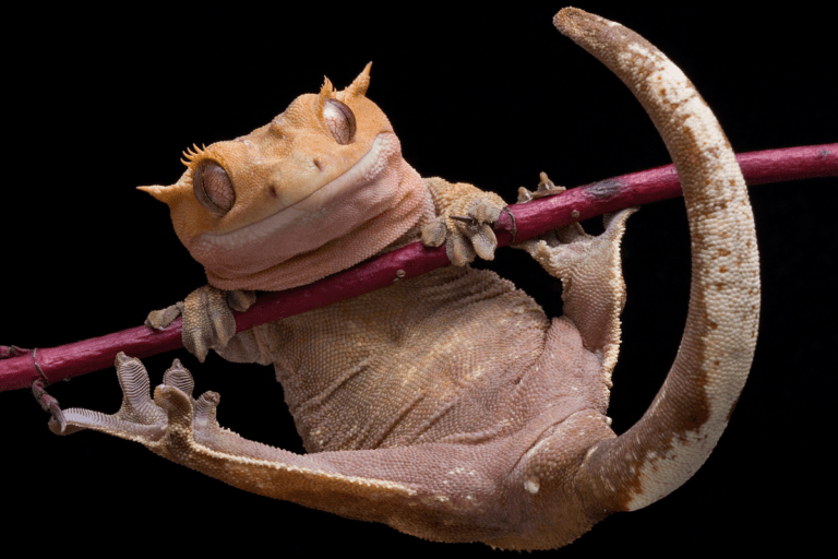 9 Signs Of Stress In Crested Geckos And Tips For Happiness