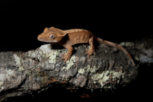 crested gecko swimming