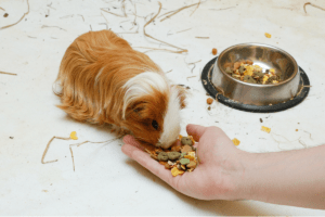 how long can a guinea pig go without food 1