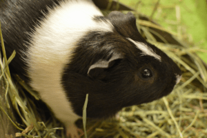 how much bedding does a guinea pig need 1
