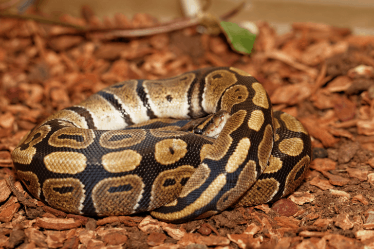 Ball Python Weight & Growth Guide (Size Chart)