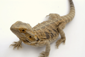 how to help a bearded dragon shed