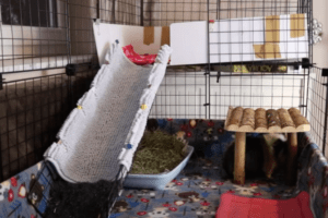 how to keep a guinea pig cage from smelling 7